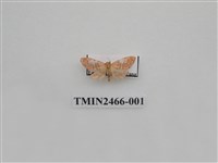 藏品(露鏽苔蛾)的圖片